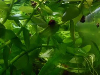 Бакопа каролинская травянистые растения для открытого грунта