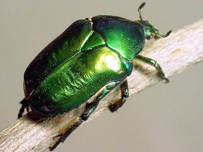 Жук бронзовка: особенности, личинка и вред зелёного жука