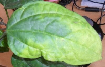 klerodendrum_bolezn_1_28101043-400x258-1