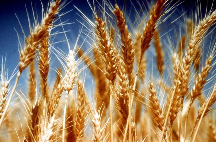колосья пшеницы