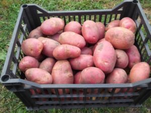 Описание и характеристика сорта картофеля Рябинушка правила посадки и уход
