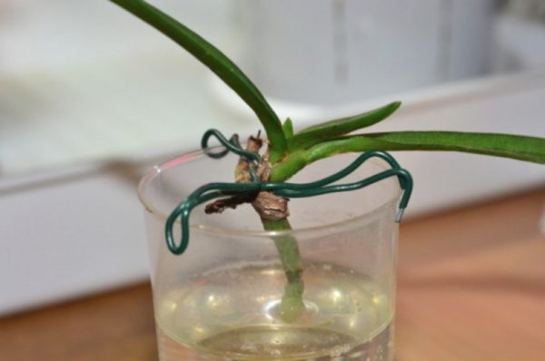 Орхидея в стакане