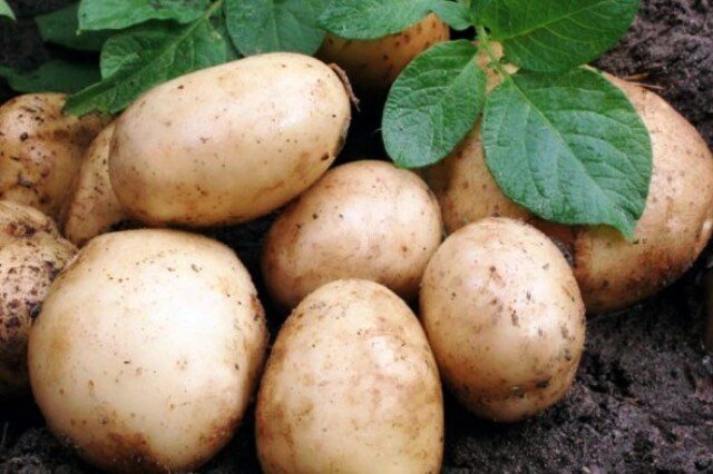 Через сколько дней выкапывают картошку после посадки. Сроки созревания картофеля