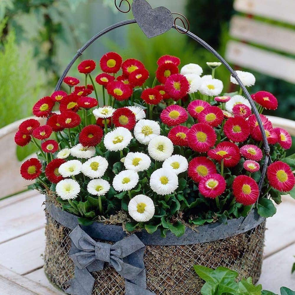 Изящная корзинка с красно-белый цветами прекрасно дополняющими друг друга