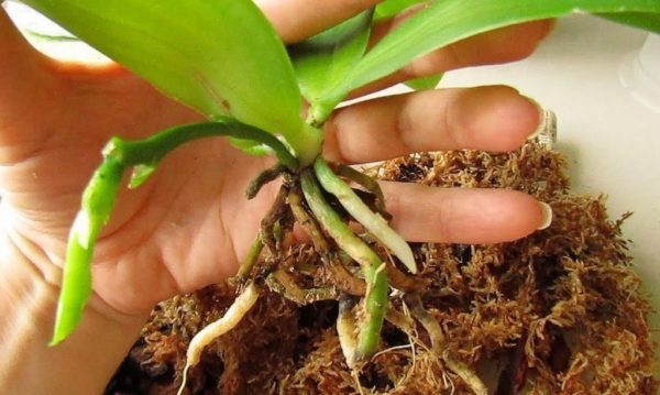 Реанимация орхидеи без корней и без листьев