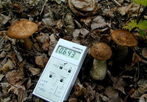 Вредная почва рядом с грибами