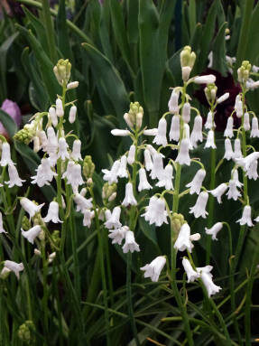 Бримера аметистовая (Brimeura amethystina) Alba