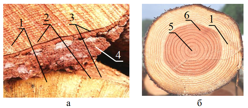 Строение древесного ствола и коры || Кара дерева или кора дерева