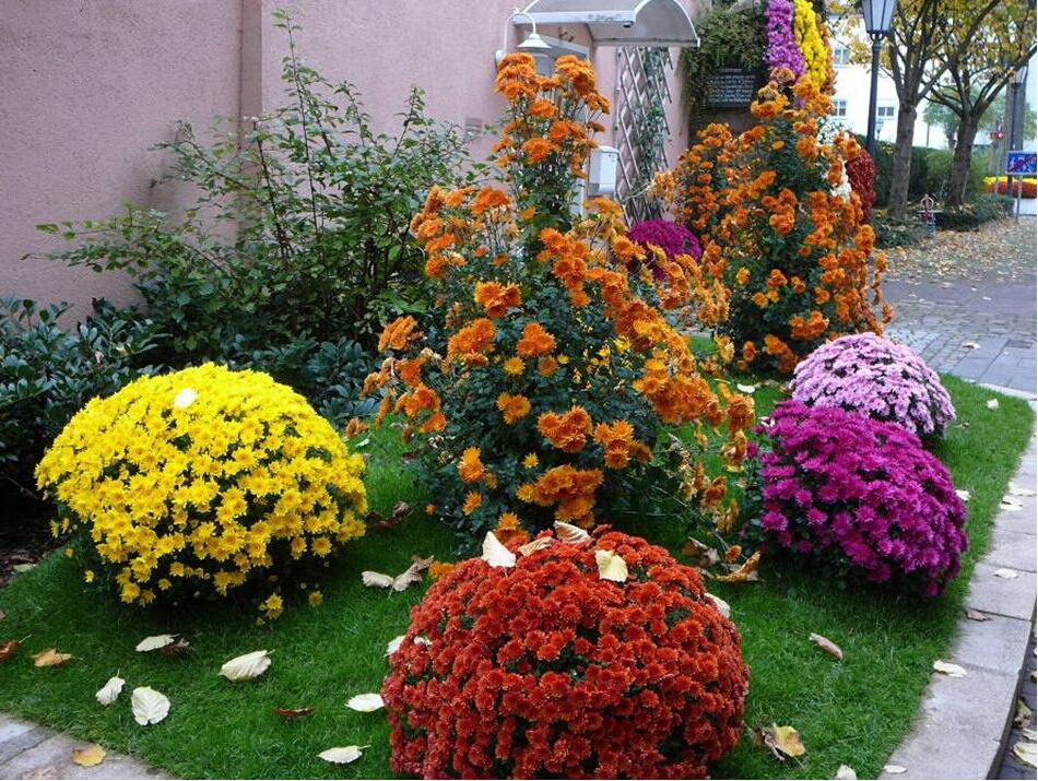 Как вырастить красивые хризантемы: основные рекомендации по уходу
