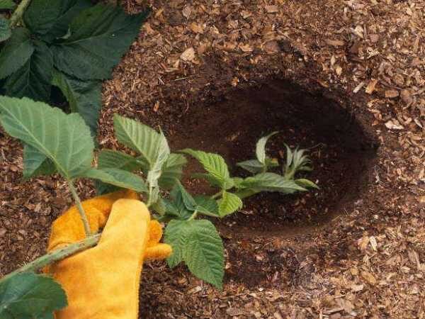 Как размножить черенками садовую ежевику