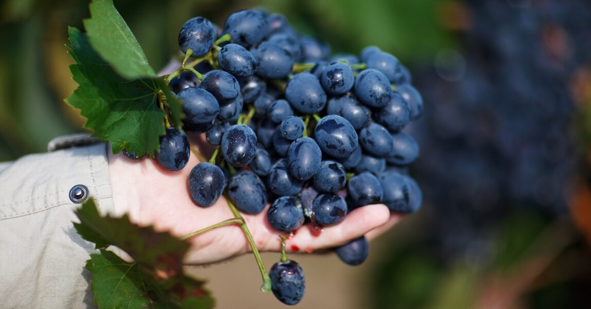 Автохтонные сорта винограда франции