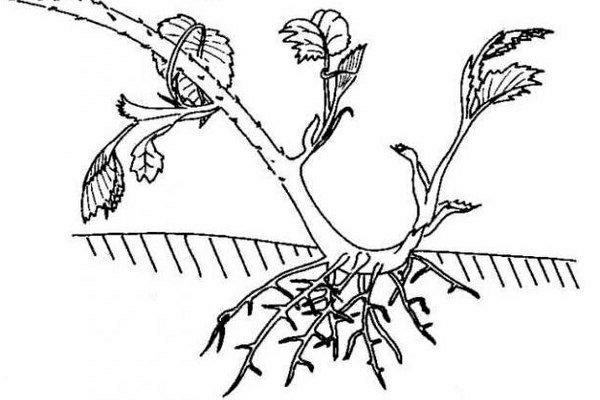 Как размножить черенками садовую ежевику