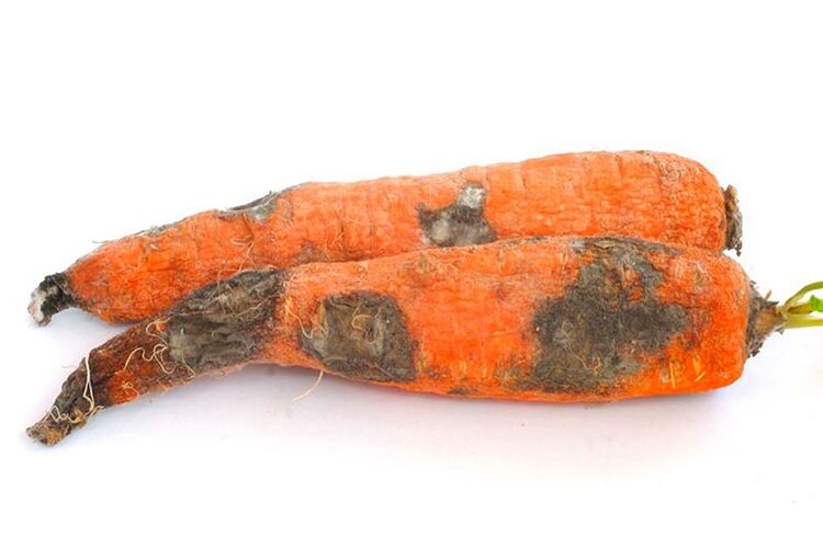 Сухая гниль на моркови