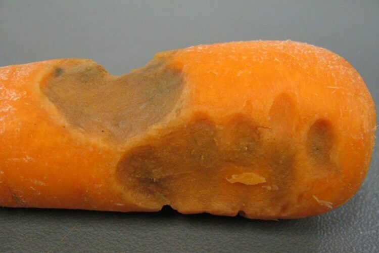 Бактериоз моркови