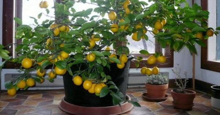 Чернеют листья у лимона, что делать? Почему у комнатного лимона сохнут листья по краям Лимон чернеют ветки