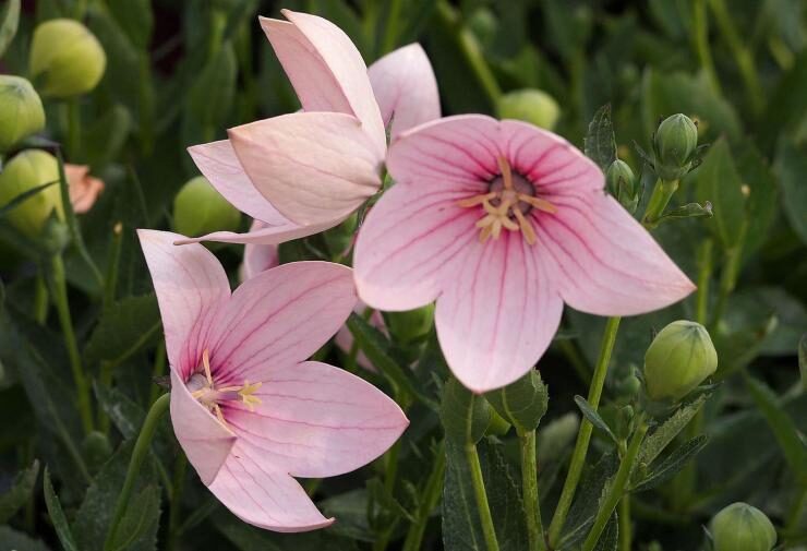 Платикодон цветок — сорта, посадка и уход