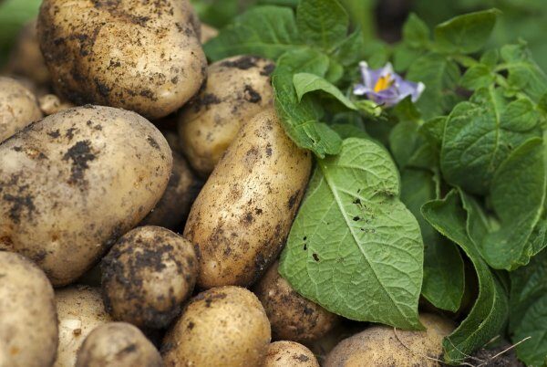 Как бороться с сухой гнилью на картофеле