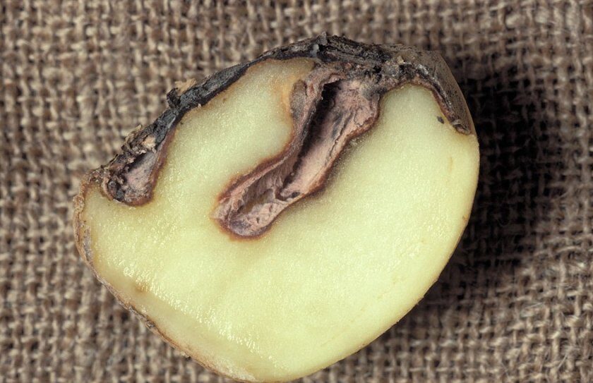Фомоз (чёрная пятнистость) картофеля