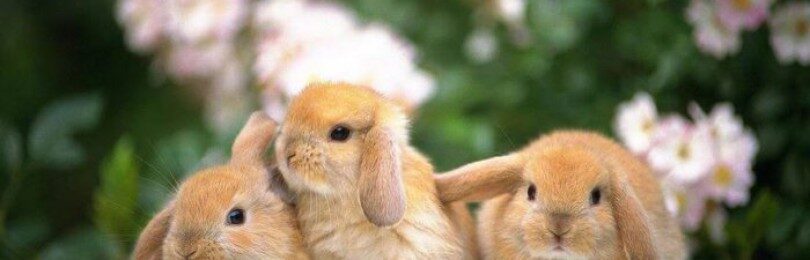 Как можно назвать крольчиху и кролика (388 кличек)
