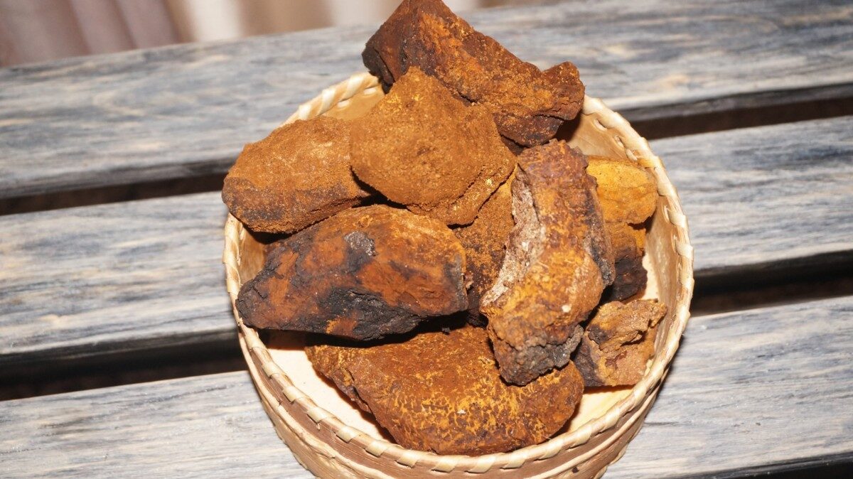 chaga-1