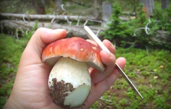 Очистка белых грибов в лесу