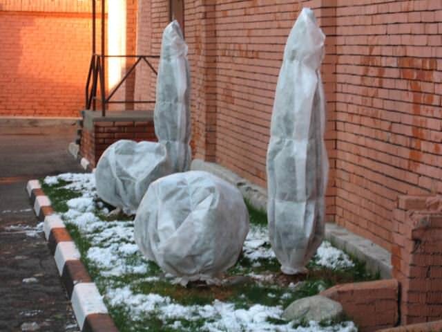 Снег можно сбить с растений при помощи доски или жерди, заранее обмотанной мягкой тканью