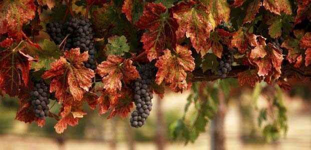 как правильно обрезать виноград осенью