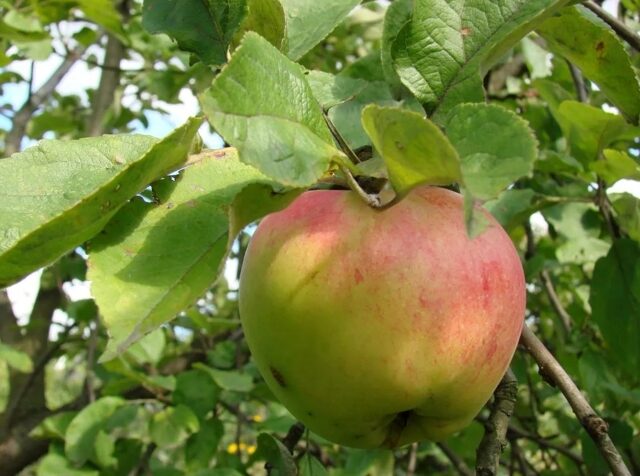 Яблони для Ленинградской области: сорта и виды, какие лучше сажать   отзывы