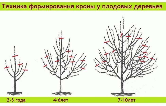 Обрезка весной