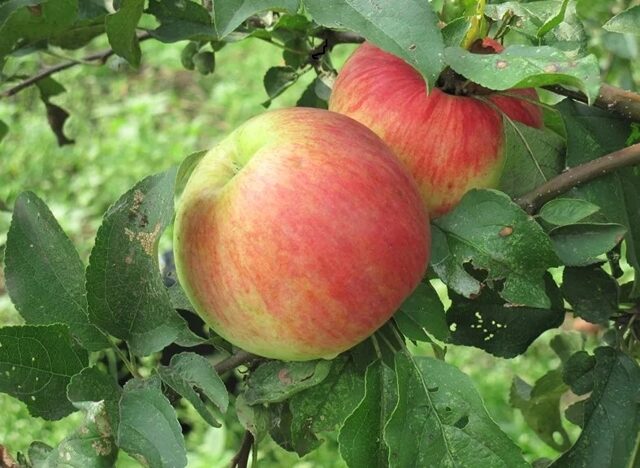 Яблони для Ленинградской области: сорта и виды, какие лучше сажать   отзывы