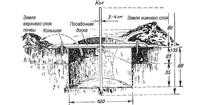 яма для саженца груши