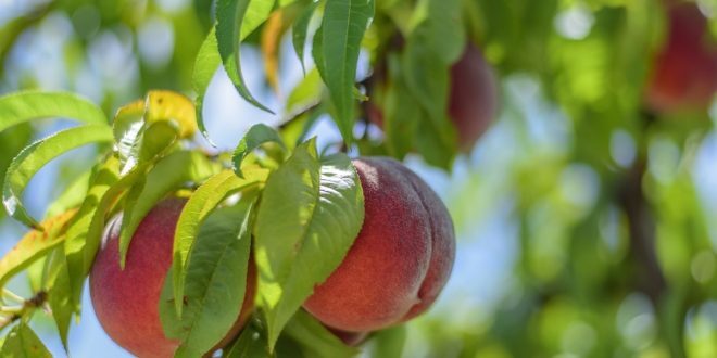 Как правильно обрезать персик осенью?