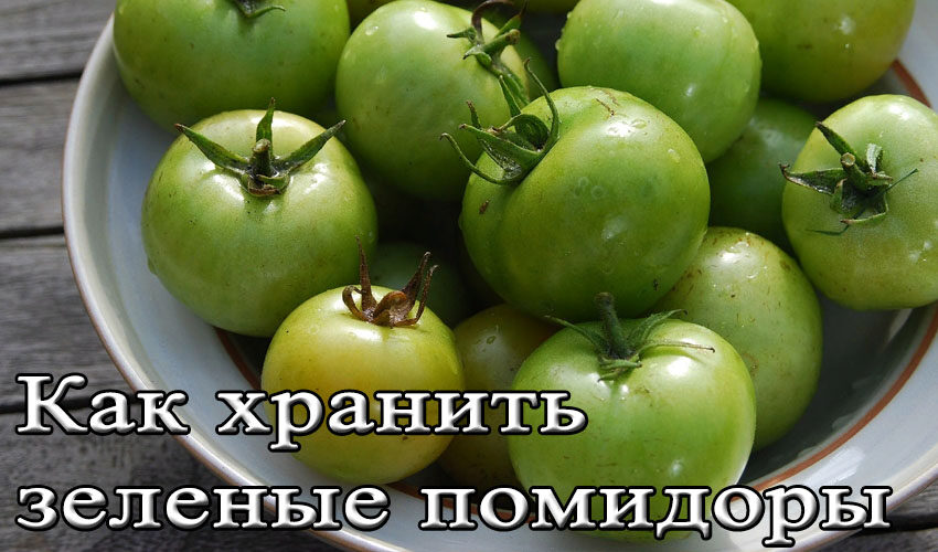 Как правильно хранить зеленые помидоры для созревания