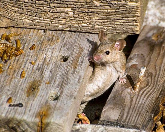 борьба с крысами на даче