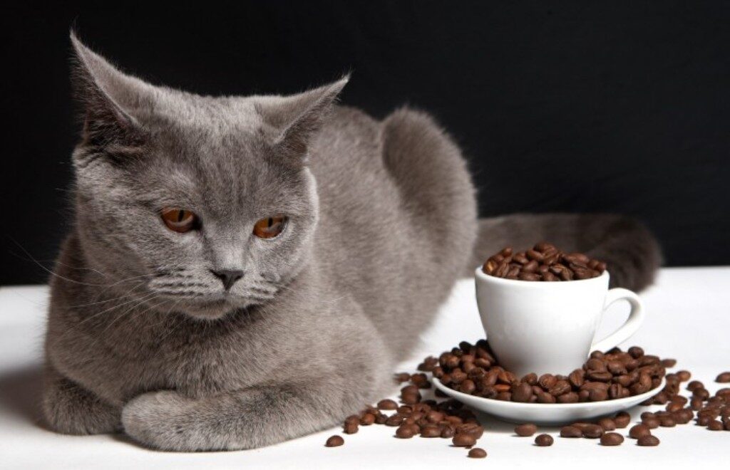 Коты также не любят кофе и если ваш питомец, справил свою нужду не в положенном месте, то после того как вы уберете и вымоете это место, посыпьте его спитым кофе