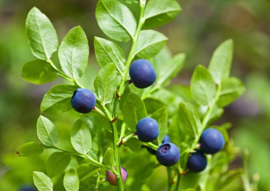 Хвойное дерево с синими ягодами название. Лучшие хвойные растения для сада – описание с фото и правила их комбинирования. Правила удобрения для хвойных растений