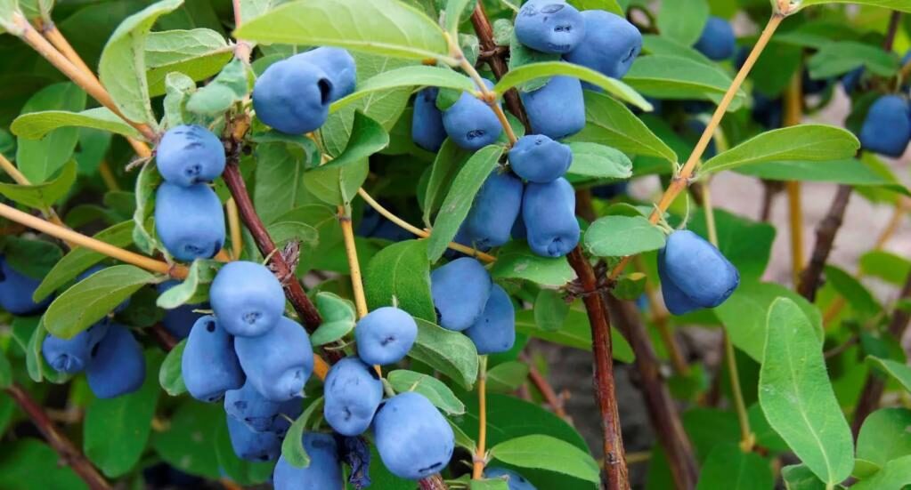 Хвойное дерево с синими ягодами название. Лучшие хвойные растения для сада – описание с фото и правила их комбинирования. Правила удобрения для хвойных растений