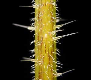 Крапива двудомная Urtica dioica L
