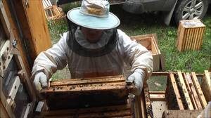 Как создается пчелопавильон