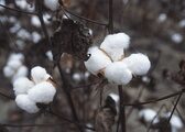 168px-cottonplant