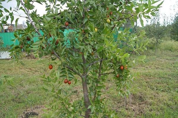 Унаби — дерево молодости и здоровья