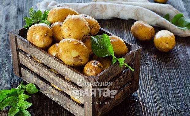 Описание листьев картофеля