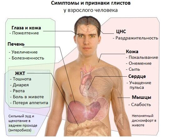 Глисты у взрослых. Симптомы и лечение. Анализы, народные средства, препараты