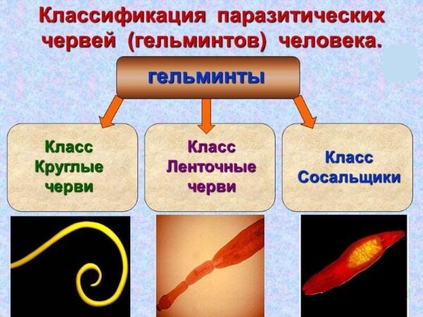 Глисты у взрослых. Симптомы и лечение. Анализы, народные средства, препараты