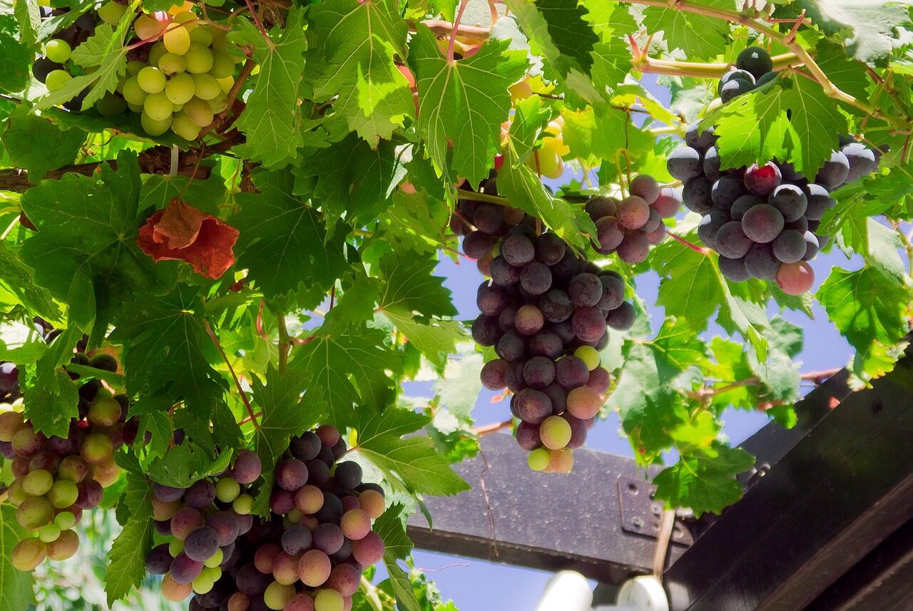 Какое удобрение лучше для винограда
