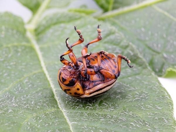 Растительные настои и отвары помогут избавиться от колорадского жука