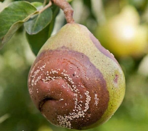 плодовая гниль у груши