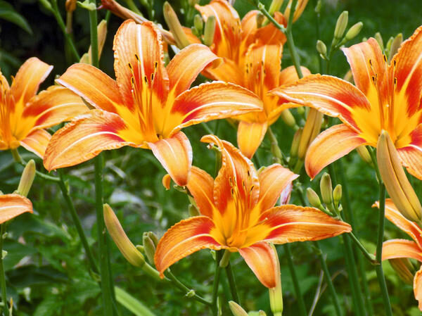 beautiful-orange-day-lilies-in-the-flowerbad-2