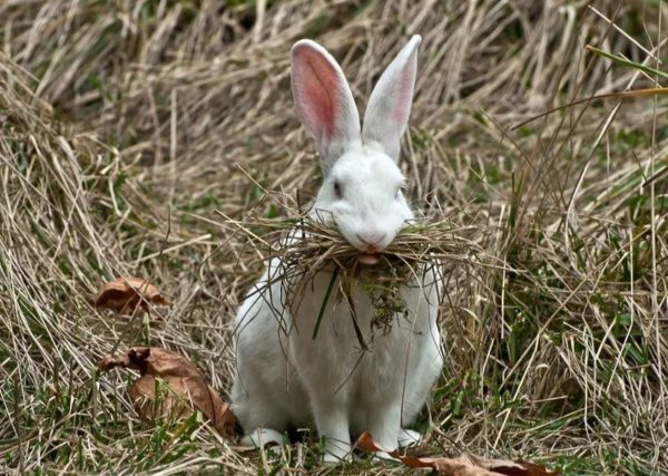 От кормления кроликов зависит и общее состояние их организма