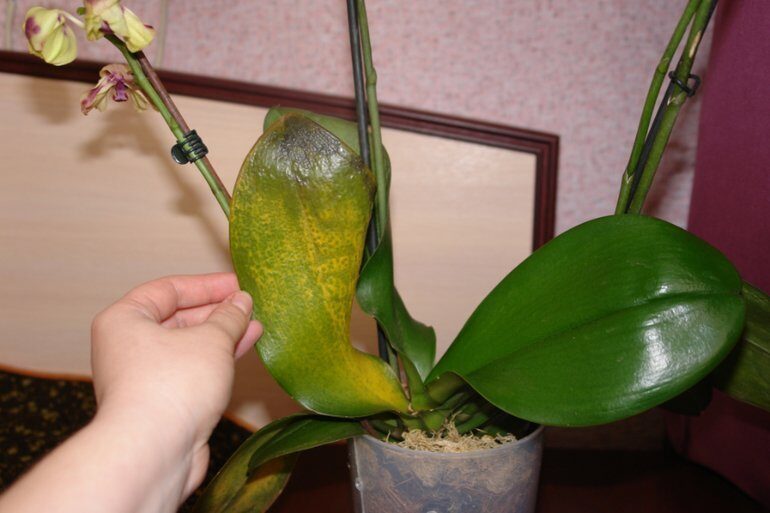 bolnaya-orhideya